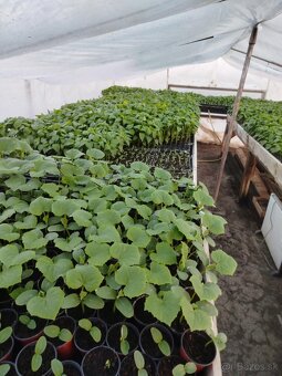 Planty na predaj, aj vo veľkom - 6