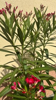 Krásny oleander cyklaménovej farby - 6