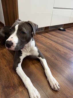 Americký Staford Amstaff Stafordšírsky teriér Fenka - 6