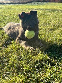 Nemecký ovčiak - 6