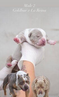 ŠTENIATKA AMERICAN BULLY XL/XXL - 6