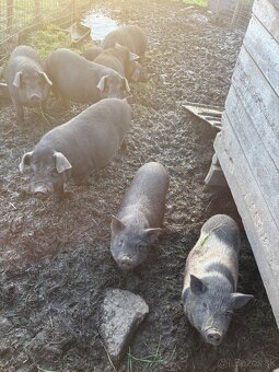 Predám prasa - 6