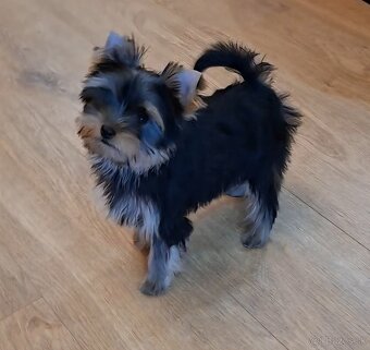Yorkshire terrier s PP - sučka - 6