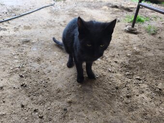 Darujem 2 mačatá - 6