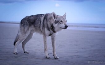 Saarloosov vlčiak - 6