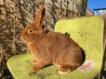 Novozélandské červené - 6