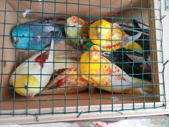 Papagaj spevavi. - 6