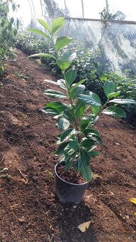 Vavrinovec lekarsky - 6