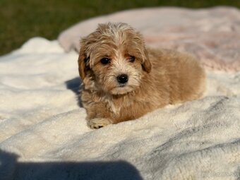 Maltipoo - 6