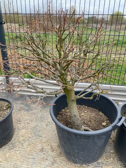 Predám yamadori - 6