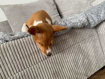 Basenji - 6