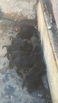 Cane Corso - 6