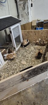 Morské prasiatko - 6