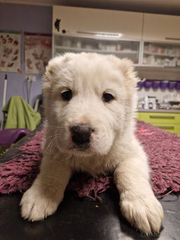 Stredoázijský ovčiak SAO s PP - 6