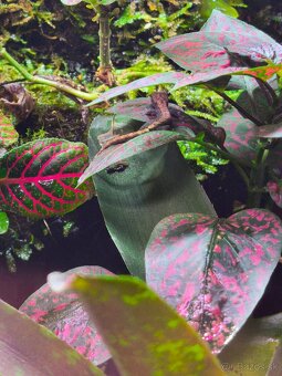 Predám terárium - 6