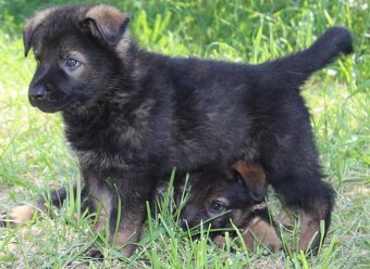 Predám šteniatka nemeckého ovčiaka - 6