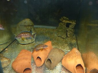 Tropheus sp. IKOLA - 6