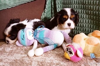 Cavalier, kavalier, cavalier king charles spaniel - 6