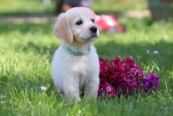 Zlatý retriever/ Golden retriever - 6