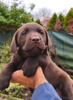 Labrador retriever s PP , Labradorsky retriever - 6