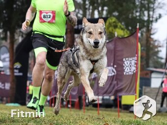 Československý vlčiak šteniatka s PP - 6
