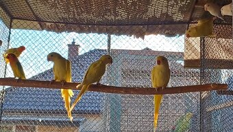 Predám papagájov: - 6