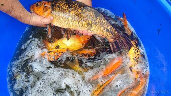 koi kapre predaj - 6