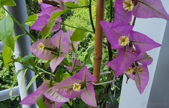 Bugenvilea (Bougainvillea) červená, fialová, cyklámenová - 6