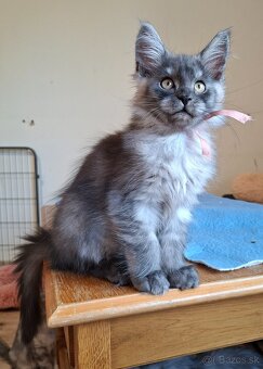 Maine coon,  mainská mývalia s PP - 6