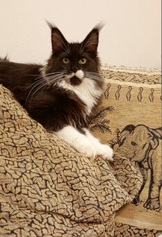 Maine Coon s PP - 6