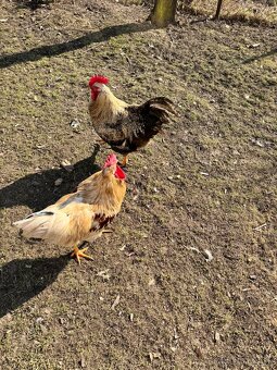 Predám kohútov - 6