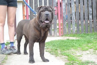 crossbreed molosser - 6