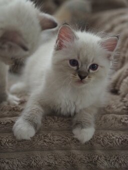 Ragdoll mačiatka s PP - 6