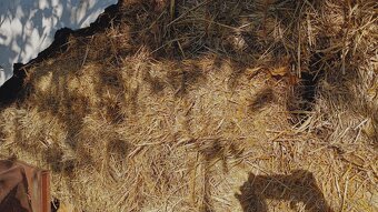 Predám malé balíky slamy  a sena - 6