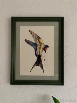 Obrázky lastovičiek, korytnačka - 6