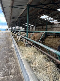 Ošetrovateľ zvierat - farmár - 6