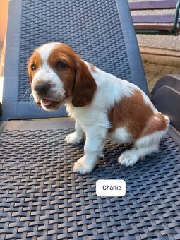 Welsh springerspaniel - 6