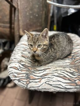 Darujem mačiatka - 6