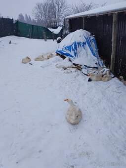 Brojlerove kačice - 6