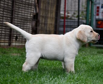 Labrador steniatka s PP - 6