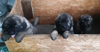 Predám Šarplaninac šteňatá. - 6