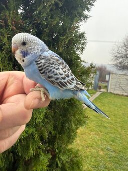 Andulka Maznačik krotká - 6