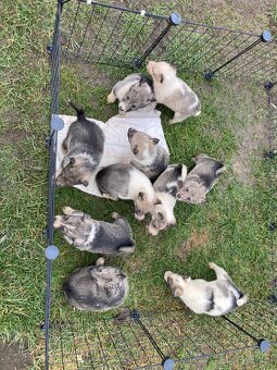 Západosibírska Lajka - 6