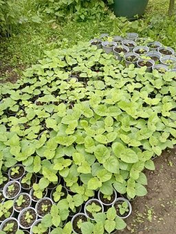 Predám sadenice paulownie - 6