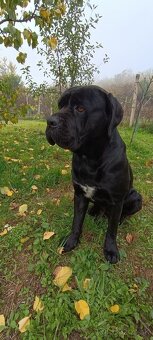 Cane Corso - Pes - 6