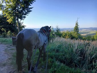 Predám ťažného valacha. - 6