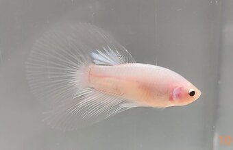 Bojovnica, betta, samec - 6
