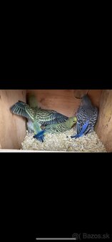 Mladé andulky rôznych farieb - 6