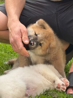 Akita Inu - 6