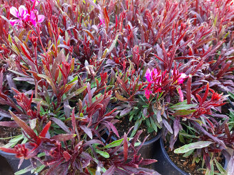 Gaura vysoká aj nízka - 6